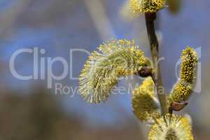 Macro shot of blossoming pussy-willow with forest background