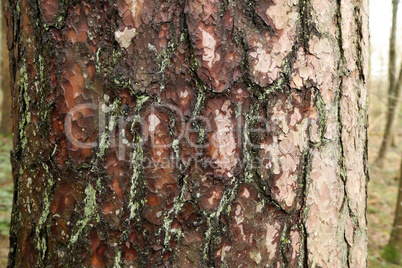 Bark on a high pine in the forest