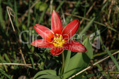 Bright red tulips on a flower meadow