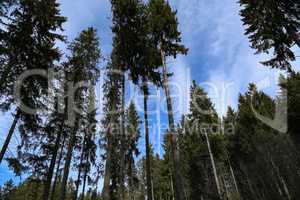 High spruces in the woods against the blue sky