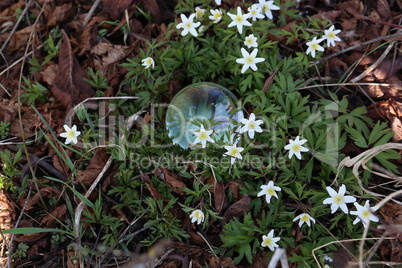 Anemones. Glass ball lies among the flowers.