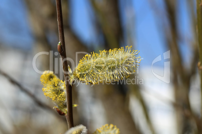 Macro shot of blossoming pussy-willow with forest background