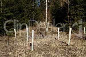 Newly planted young trees in the forest