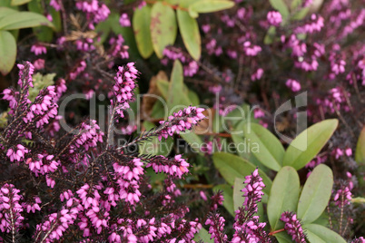 Erica carnea - winter heath, winter flowering heather, spring heath