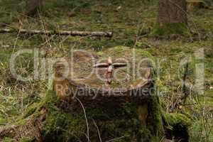 The cross is laid out on a stump of fir cones