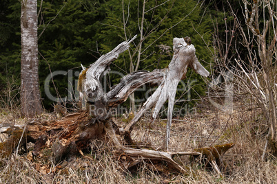 Wooden old snag lay at forest background