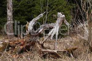 Wooden old snag lay at forest background