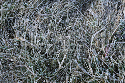 Ice crystals on meadow grass close up
