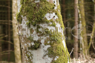 Tree sleais is covered with green lichens