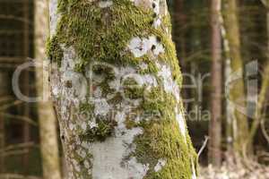 Tree sleais is covered with green lichens