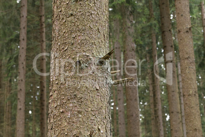 The trunk of a tree with in a coniferous forest