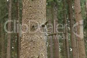 The trunk of a tree with in a coniferous forest