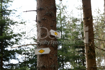 Direction signs on trees in the forest