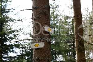Direction signs on trees in the forest