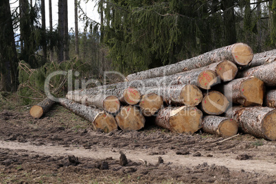 Freshly cut trees in the forest, on the side of a forest road