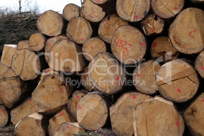 Freshly cut trees in the forest, on the side of a forest road