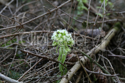 The first white flowers in the forest in spring