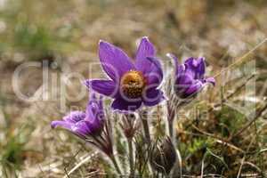 Beautiful purple fluffy flower Oriental Pulsatilla patens pasqueflower