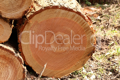 Sawn tree. Annual rings on a tree