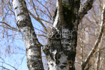 Birch trunk with a in the forest
