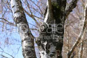Birch trunk with a in the forest