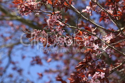 Beautiful cherry tree blossom in the spring