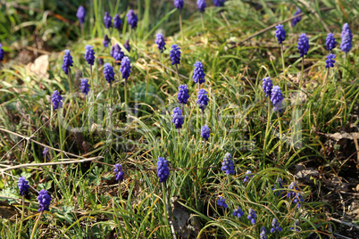 Grape hyacinth known also as bluebell or muscari