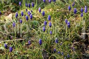 Grape hyacinth known also as bluebell or muscari