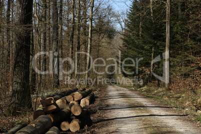 Forest with tall fir trees and forest road