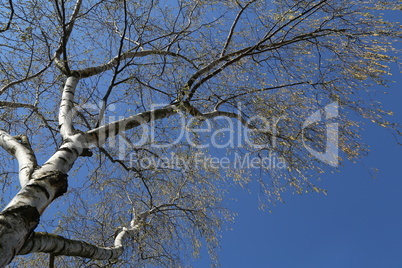 Birch with earrings in spring against the blue sky