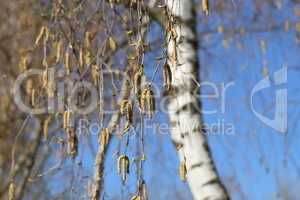 Birch with earrings in spring against the blue sky