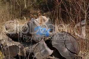 Cut old trees lie in the woods