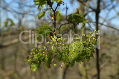 Flowers and first leaves on trees in the park