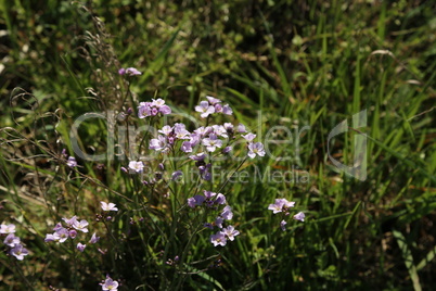 Small purple flowers in the meadow in spring