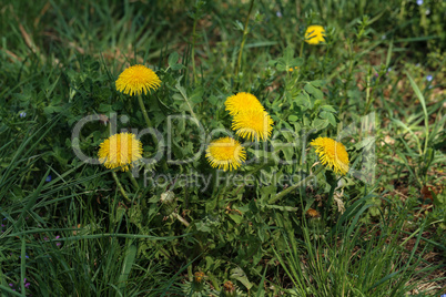 Bright flowers dandelions on background of green spring meadows