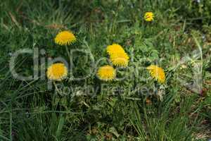 Bright flowers dandelions on background of green spring meadows