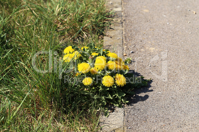 Yellow dandelions grow on the sidelines in spring