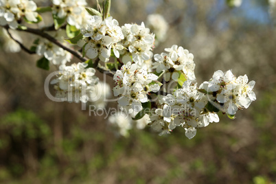 Flowers of the fruit trees on a spring day