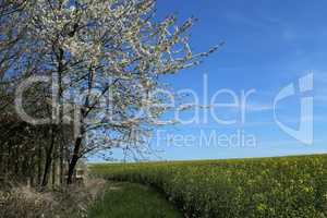 Raps Field - Cultivated colorful raps field in Germany.