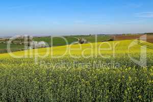 Raps Field - Cultivated colorful raps field in Germany.