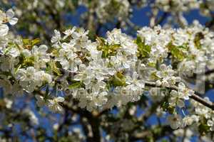 Flowers of the fruit trees on a spring day