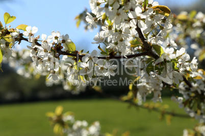 Flowers of the fruit trees on a spring day