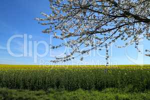 Raps Field - Cultivated colorful raps field in Germany.