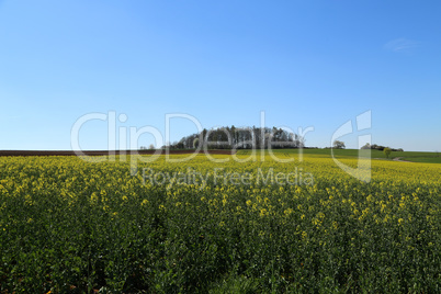 Raps Field - Cultivated colorful raps field in Germany.