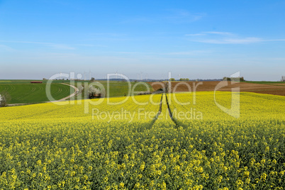 Raps Field. Cultivated colorful raps field in Germany.