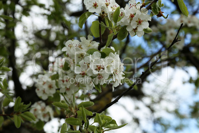 Flowers of the fruit trees on a spring day
