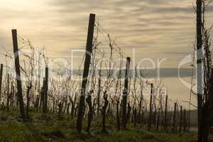 Vineyard with fog in the valley near from the german city Wuerzburg