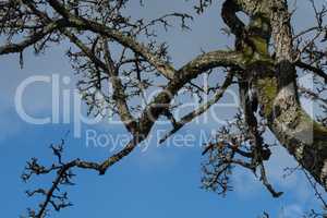 Tree branches with sky in the background