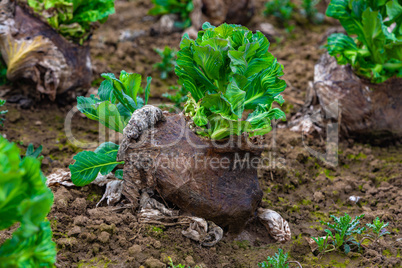 old cabbage with fresh leaves in spring