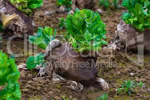 old cabbage with fresh leaves in spring